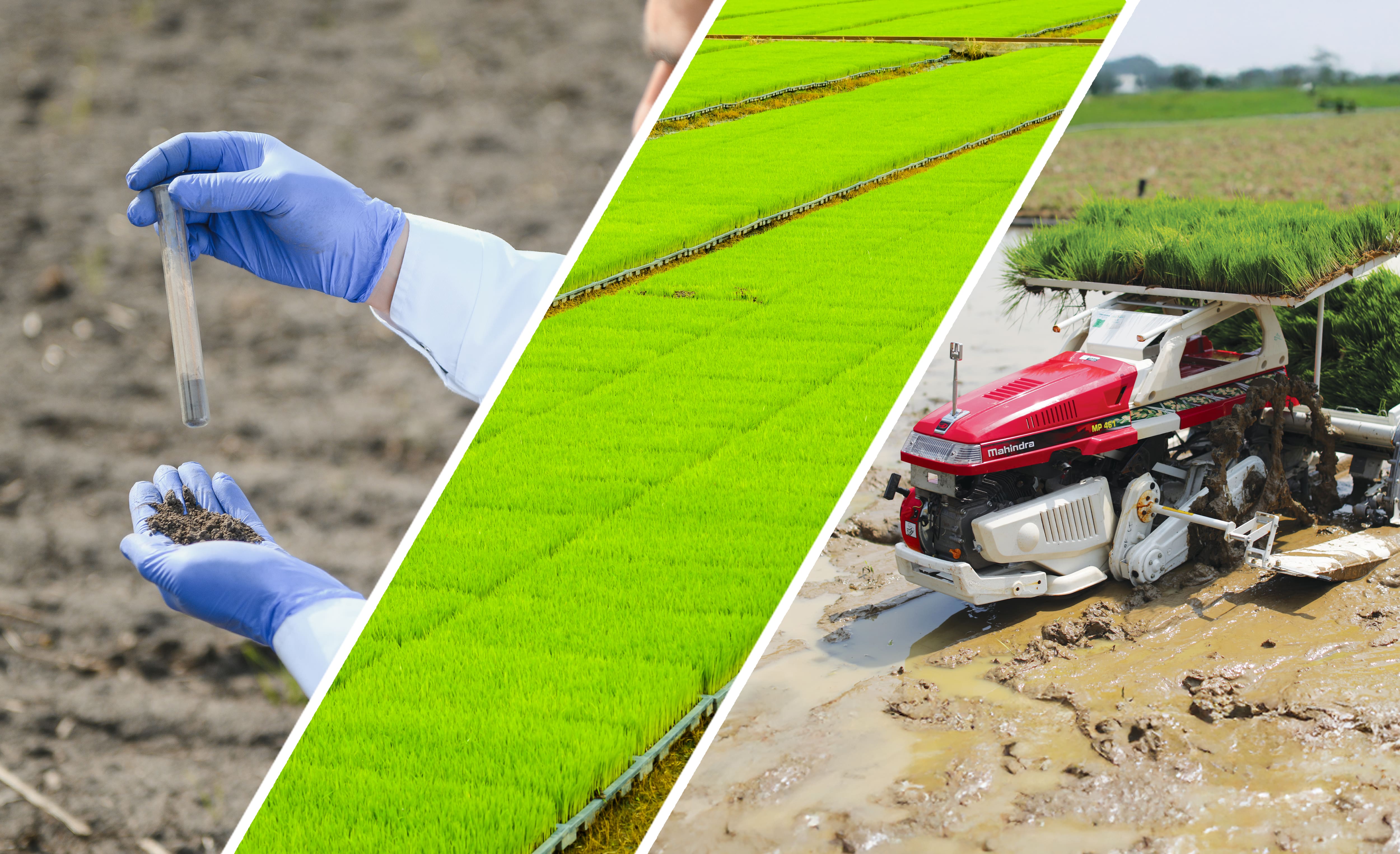 Steps followed in rice transplanting