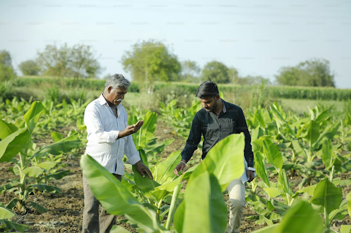 farmers are in checking crops