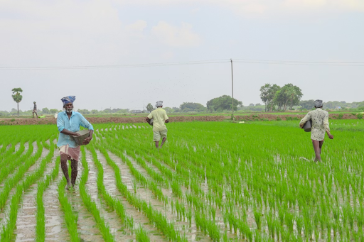 farmers harvesting in farms